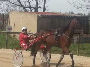 trotto - Bagnara 01