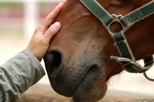 riabilitazione equestre 