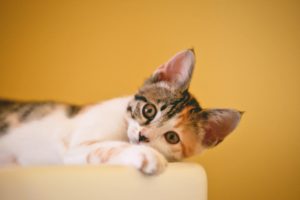 gatto