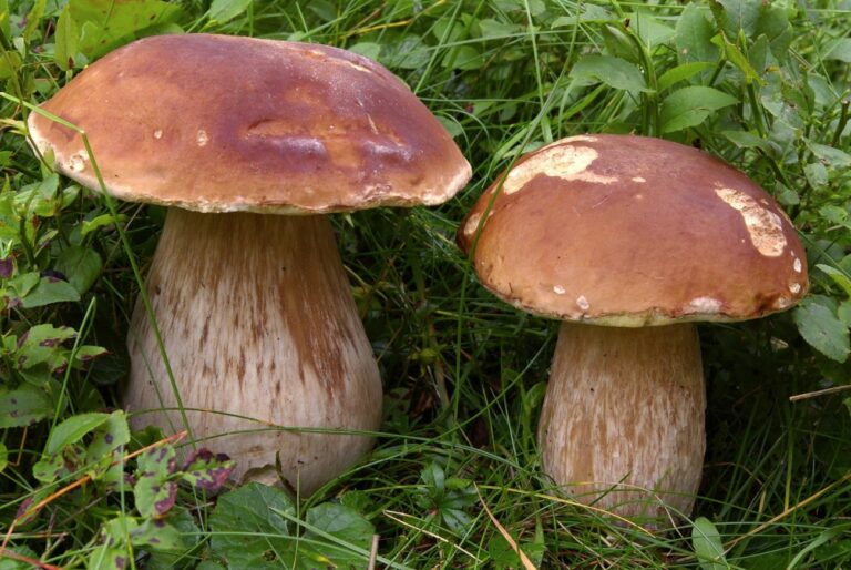 “Autunno, tempo di funghi”. Incontro all’Orto Botanico “P. Castelli”